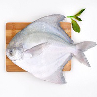 Large Kafri Pomfret